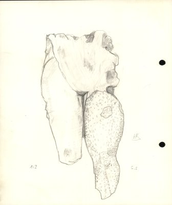 62